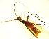  ( - IAvH-TRI-MAL233-COL-0285)  @11 [ ] Copyright (2023) Instituto de Investigacion Alexander von Humboldt (IAvH) Instituto de Investigacion Alexander von Humboldt (IAvH)