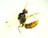  ( - IAvH-TRI-MAL234-HYM-0171.2)  @11 [ ] Copyright (2023) Instituto de Investigacion Alexander von Humboldt (IAvH) Instituto de Investigacion Alexander von Humboldt (IAvH)