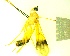  ( - IAvH-TRI-MAL243-HYM-0214.2)  @11 [ ] Copyright (2023) Instituto de Investigacion Alexander von Humboldt (IAvH) Instituto de Investigacion Alexander von Humboldt (IAvH)