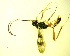 ( - IAvH-TRI-MAL245-HYM-0277.5)  @11 [ ] Copyright (2088) Instituto de Investigacion Alexander von Humboldt (IAvH) Instituto de Investigacion Alexander von Humboldt (IAvH)