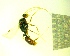  ( - IAvH-TRI-MAL246-HYM-0290.1)  @11 [ ] Copyright (2137) Instituto de Investigacion Alexander von Humboldt (IAvH) Instituto de Investigacion Alexander von Humboldt (IAvH)