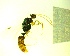  ( - IAvH-TRI-MAL246-HYM-0290.5)  @11 [ ] Copyright (2141) Instituto de Investigacion Alexander von Humboldt (IAvH) Instituto de Investigacion Alexander von Humboldt (IAvH)