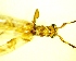  ( - IAvH-TRI-MAL248-COL-0215)  @11 [ ] Copyright (2070) Instituto de Investigacion Alexander von Humboldt (IAvH) Instituto de Investigacion Alexander von Humboldt (IAvH)