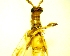  ( - IAvH-TRI-MAL248-COL-0215)  @11 [ ] Copyright (2072) Instituto de Investigacion Alexander von Humboldt (IAvH) Instituto de Investigacion Alexander von Humboldt (IAvH)