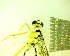  ( - IAvH-TRI-MAL248-HYM-0025.1)  @11 [ ] Copyright (2098) Instituto de Investigacion Alexander von Humboldt (IAvH) Instituto de Investigacion Alexander von Humboldt (IAvH)