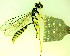  ( - IAvH-TRI-MAL248-HYM-0025.1)  @11 [ ] Copyright (2099) Instituto de Investigacion Alexander von Humboldt (IAvH) Instituto de Investigacion Alexander von Humboldt (IAvH)