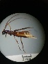  ( - IAvH-TRI-MAL222-COL-0324)  @11 [ ] Copyright (2023) Instituto de Investigacion Alexander von Humboldt (IAvH) Instituto de Investigacion Alexander von Humboldt (IAvH)