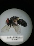  ( - IAvH-TRI-MAL207-DIP-0077.5)  @11 [ ] Copyright (2023) Instituto de Investigacion Alexander von Humboldt (IAvH) Instituto de Investigacion Alexander von Humboldt (IAvH)