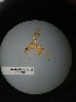  ( - IAvH-TRI-MAL225-HYM-0109.2)  @11 [ ] Copyright (2023) Instituto de Investigacion Alexander von Humboldt (IAvH) Instituto de Investigacion Alexander von Humboldt (IAvH)