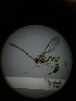  ( - IAvH-TRI-MAL220-HYM-0219.1)  @11 [ ] Copyright (2023) Instituto de Investigacion Alexander von Humboldt (IAvH) Instituto de Investigacion Alexander von Humboldt (IAvH)