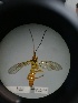  ( - IAvH-TRI-MAL220-HYM-0219.5)  @11 [ ] Copyright (2023) Instituto de Investigacion Alexander von Humboldt (IAvH) Instituto de Investigacion Alexander von Humboldt (IAvH)