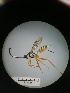  ( - IAvH-TRI-MAL222-HYM-0237.2)  @11 [ ] Copyright (2023) Instituto de Investigacion Alexander von Humboldt (IAvH) Instituto de Investigacion Alexander von Humboldt (IAvH)