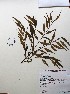  (Eugenia biflora - IAvH-TRI-LDPH122)  @11 [ ] Copyrigth (2021) Instituto de Investigaciones Alexander von Humboldt (IAvH) Instituto de Investigaciones Alexander von Humboldt (IAvH)
