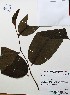  ( - IAvH-TRI-LDPH116)  @11 [ ] Copyrigth (2021) Instituto de Investigaciones Alexander von Humboldt (IAvH) Instituto de Investigaciones Alexander von Humboldt (IAvH)