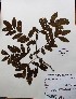 ( - IAvH-TRI-LDPH014)  @11 [ ] Copyrigth (2021) Instituto de Investigaciones Alexander von Humboldt (IAvH) Instituto de Investigaciones Alexander von Humboldt (IAvH)