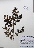  ( - IAvH-TRI-LDPH024)  @11 [ ] Copyrigth (2021) Instituto de Investigaciones Alexander von Humboldt (IAvH) Instituto de Investigaciones Alexander von Humboldt (IAvH)