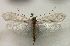  (Micropterna malaspina - JSLK-CRET-T002)  @11 [ ] CreativeCommons - Attribution Non-Commercial (2018) Juha Salokannel University of Oulu