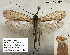  (Limnephilus sibiricus - JSLK-URAL-T423)  @11 [ ] CreativeCommons - Attribution Non-Commercial (2018) Juha Salokannel University of Oulu