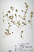  (Trifolium stellatum - CP0008614)  @11 [ ] CreativeCommons  Attribution Non-Commercial No Derivatives (2020) Herbarium C Natural History Museum of Denmark