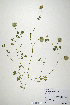  (Trifolium batmanicum - CP0010646)  @11 [ ] CreativeCommons  Attribution Non-Commercial No Derivatives (2020) Herbarium C Natural History Museum of Denmark