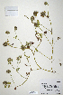  (Trifolium cherleri - CP0010647)  @11 [ ] CreativeCommons  Attribution Non-Commercial No Derivatives (2020) Herbarium C Natural History Museum of Denmark