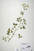  (Trifolium nigrescens - CP0010659)  @11 [ ] CreativeCommons  Attribution Non-Commercial No Derivatives (2020) Herbarium C Natural History Museum of Denmark