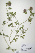  (Trifolium pallidum - CP0010661)  @11 [ ] CreativeCommons  Attribution Non-Commercial No Derivatives (2020) Herbarium C Natural History Museum of Denmark