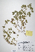  (Trifolium acaule - CP0014667)  @11 [ ] CreativeCommons  Attribution Non-Commercial No Derivatives (2020) Herbarium C Natural History Museum of Denmark