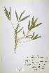  (Trifolium alpinum - CP0014674)  @11 [ ] CreativeCommons  Attribution Non-Commercial No Derivatives (2020) Herbarium C Natural History Museum of Denmark