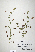  (Trifolium amabile - CP0014676)  @11 [ ] CreativeCommons  Attribution Non-Commercial No Derivatives (2020) Herbarium C Natural History Museum of Denmark