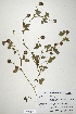  (Trifolium bilineatum - CP0014679)  @11 [ ] CreativeCommons  Attribution Non-Commercial No Derivatives (2020) Herbarium C Natural History Museum of Denmark