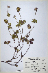  (Trifolium clypeatum - CP0014682)  @11 [ ] CreativeCommons  Attribution Non-Commercial No Derivatives (2020) Herbarium C Natural History Museum of Denmark