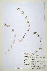  (Trifolium cryptopodium - CP0014683)  @11 [ ] CreativeCommons  Attribution Non-Commercial No Derivatives (2020) Herbarium C Natural History Museum of Denmark