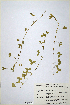  (Trifolium cheranganiense - CP0014684)  @11 [ ] CreativeCommons  Attribution Non-Commercial No Derivatives (2020) Herbarium C Natural History Museum of Denmark