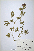  (Trifolium grandiflorum - CP0014687)  @11 [ ] CreativeCommons  Attribution Non-Commercial No Derivatives (2020) Herbarium C Natural History Museum of Denmark