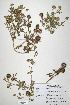 (Trifolium lugardii - CP0014690)  @11 [ ] CreativeCommons  Attribution Non-Commercial No Derivatives (2020) Herbarium C Natural History Museum of Denmark
