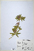  ( - CP0014691)  @11 [ ] CreativeCommons  Attribution Non-Commercial No Derivatives (2020) Herbarium C Natural History Museum of Denmark
