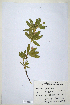  ( - CP0014691)  @11 [ ] CreativeCommons  Attribution Non-Commercial No Derivatives (2020) Herbarium C Natural History Museum of Denmark
