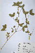  (Trifolium mattirolianum - CP0014693)  @11 [ ] CreativeCommons  Attribution Non-Commercial No Derivatives (2020) Herbarium C Natural History Museum of Denmark