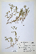  (Trifolium multinerve - CP0014697)  @11 [ ] CreativeCommons  Attribution Non-Commercial No Derivatives (2020) Herbarium C Natural History Museum of Denmark