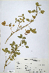 (Trifolium polystichum - CP0014700)  @11 [ ] CreativeCommons  Attribution Non-Commercial No Derivatives (2020) Herbarium C Natural History Museum of Denmark