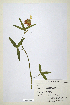  ( - CP0014701)  @11 [ ] CreativeCommons  Attribution Non-Commercial No Derivatives (2020) Herbarium C Natural History Museum of Denmark