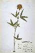  ( - CP0014701)  @11 [ ] CreativeCommons  Attribution Non-Commercial No Derivatives (2020) Herbarium C Natural History Museum of Denmark