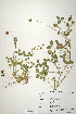  (Trifolium physodes - CP0014703)  @11 [ ] CreativeCommons  Attribution Non-Commercial No Derivatives (2020) Herbarium C Natural History Museum of Denmark