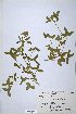  (Trifolium pseudostriatum - CP0014704)  @11 [ ] CreativeCommons  Attribution Non-Commercial No Derivatives (2020) Herbarium C Natural History Museum of Denmark