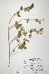  (Trifolium rusbyi - CP0014712)  @11 [ ] CreativeCommons  Attribution Non-Commercial No Derivatives (2020) Herbarium C Natural History Museum of Denmark
