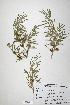  (Trifolium schimperi - CP0014714)  @11 [ ] CreativeCommons  Attribution Non-Commercial No Derivatives (2020) Herbarium C Natural History Museum of Denmark