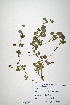  (Trifolium simense - CP0014716)  @11 [ ] CreativeCommons  Attribution Non-Commercial No Derivatives (2020) Herbarium C Natural History Museum of Denmark