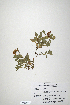  (Trifolium somalense - CP0014717)  @11 [ ] CreativeCommons  Attribution Non-Commercial No Derivatives (2020) Herbarium C Natural History Museum of Denmark