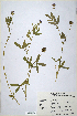  (Trifolium steudneri - CP0014719)  @11 [ ] CreativeCommons  Attribution Non-Commercial No Derivatives (2020) Herbarium C Natural History Museum of Denmark